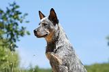BOUVIER AUSTRALIEN 273